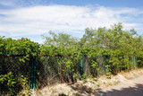 Fototapeta Sawanna - The dune with its plants behind the fence