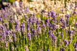Fototapeta Lawenda - Flowering violet lavender in park