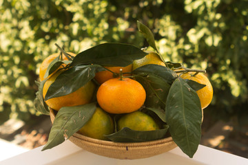 Wall Mural - Ripe freshly picked tangerines on straw plate