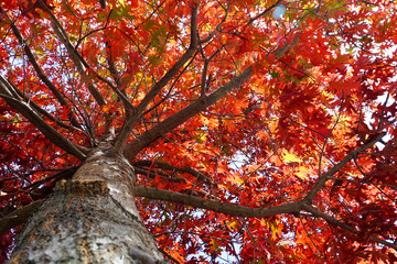 The maple tree leaf changed color 