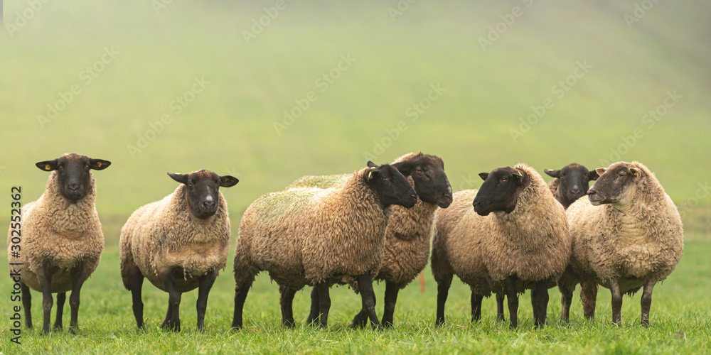 a cute group of sheep on a pasture stand next to each other and look into the camera - obrazy, fototapety, plakaty 