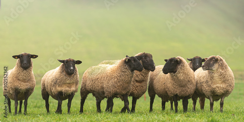 Cuadros en Lienzo a cute group of sheep on a pasture stand next to each other and look into the ca