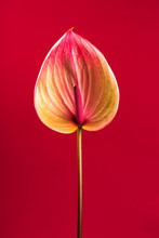 Beautiful Anthurium Flower In The Center On Red Background. Vertical Photo.