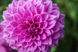 Fototapeta  - Close-up of a colourful pink flower in the garden