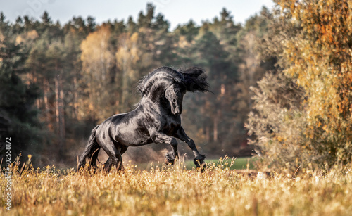 Cuadros en Lienzo Riesian mares galloping in the meadow