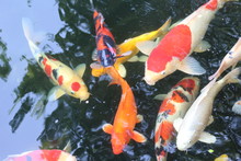 Blur Picture Of Carp Fishes Swims Under Water Surface.top View