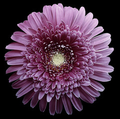 gerbera flower purple. Flower isolated on black background. No shadows with clipping path. Close-up. Nature