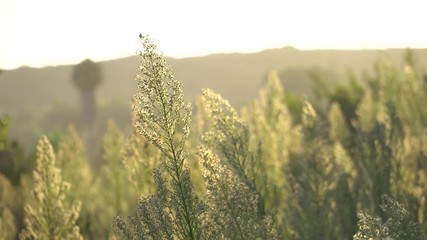 Bright green bush on a sunset background. The wind sways the branches of the bush. Bristles blowing in the wind.