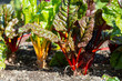 Swiss chard  or beta vulgaris growing in dark soil. The stems of the long leaves are bright red and yellow. The vegetables are in a garden row. The ruby red plants have long crimson stems and veins. 