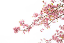 Beautiful Cherry Blossom Or Sakura In Spring Time Over  Sky