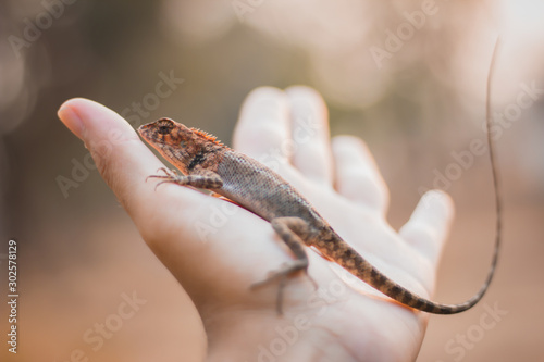chameleon on hand in Thailand, dragon. Poster Mural XXL