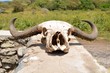 Sun bleached, water buffalo skull. Seen while on an African safari in Tanzania.