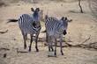 Two, adult African zebras standing together in their natural habitat.