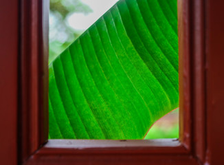 Banana leaf background texture At the window