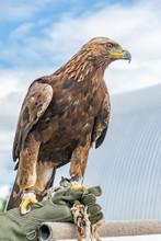 Show Bird Conservatory Eagle Portrait