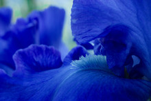 Bright Blue Iris Flowers Close Up View Macro
