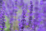 Fototapeta Lawenda - Selective focus close up beautiful purple lavender in the fields for wedding or beauty background