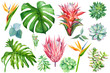 set of exotic flowers, watercolor painting, hand drawing, guzmania, strelitzia, protea, succulent, eucalyptus, palm leaves, monstera