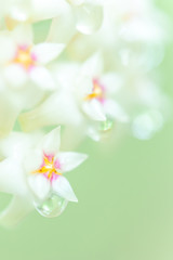 Wall Mural - Blooming Hoya flower with nectar.