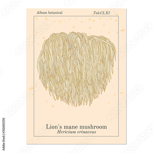 Fotografía Lion s mane mushroom Hericium erinaceus , edible and medicinal plant