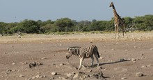 Zebra Go To Waterhole With Giraffe In Background In Etosha National Park, Namibia Wildlife Wildlife Safari