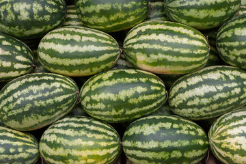 Wall Mural - Stack of many big sweet green watermelons.