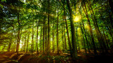 Fototapeta  - forest panorama and the sun, with bright rays