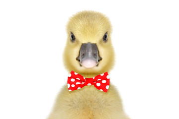 Wall Mural - Portrait of a funny little gosling in red bow tie isolated on white background