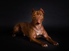 Thoroughbred American Pit Bull Terrier Dog Lying On A Black Background