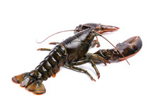LWTWL0025745 Fresh European Common Lobster Isolated Against A White Studio Background.