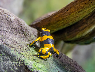 Wall Mural - Yellow-banded poison dart frog