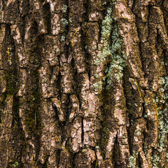 Beautiful natural texture and background of the bark of an old tree closeup