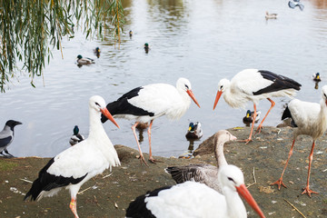 Storks near the lake. portrait of a stork