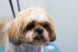 Fototapeta Psy - portrait of a dog after haircut