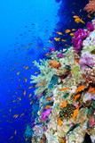 Fototapeta Fototapety do akwarium - Coral Reef at the Red Sea, Egypt
