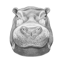 Portrait Of Hippo. Hand-drawn Illustration. Vector Isolated Elements.	