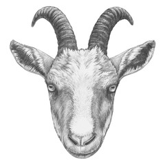 Portrait of Goat. Hand-drawn illustration. Vector isolated elements.	