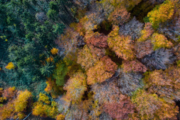 Wall Mural - Deutscher Wald im Herbst von oben 