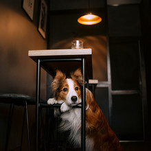 Beautiful Border Collie Dog Posing In A Cafe Under The Table