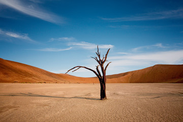 Wall Mural - Namib-Naukluft National Park, Namibia, Africa. Dead Camelthorn Trees