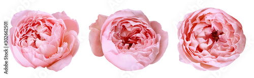 Fotografía three peony rose buds isolated on white background