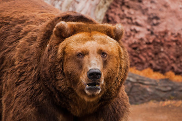 Wall Mural - bear, portrait and huge powerful body. close-up.