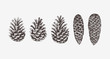 Hand drawn conifer cones. Vector illustration of spruce and pine cones