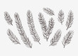 Hand drawn conifer branches set. Vector botanical illustration of pine and spruce branches