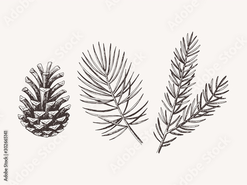 Fotografía Hand drawn conifer branches and cones