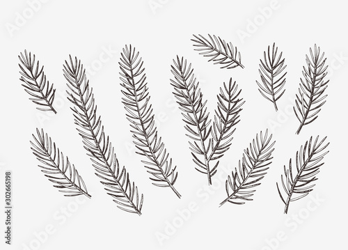 Cuadros en Lienzo Hand drawn conifer branches set