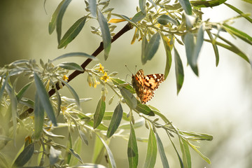 Butterfly burdock on the branches of a blossoming wild olive tree. Natural background.