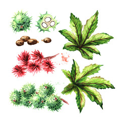 Castor oil plant, Ricinus communis. Brunch with green beans, flowers and leaves set. Watercolor hand drawn illustration, isolated on white background