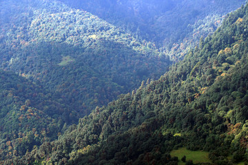 Landscape view of pine tree and mountain forest tree on the way of Annapurna Conservation Area national park Nepal - Green Nature texture background concept 