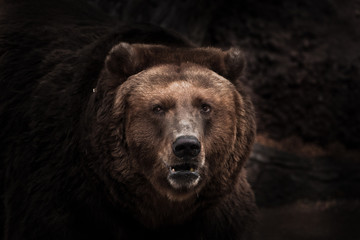Wall Mural - a darkened image, a stern brown slightly perplexing beast looks out of the darkness with small eyes. Symbol of unpredictability and overgrowth.. close-up.